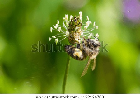 Honey bee in clover flower