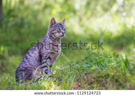 Beautiful grey cat hunting in nature