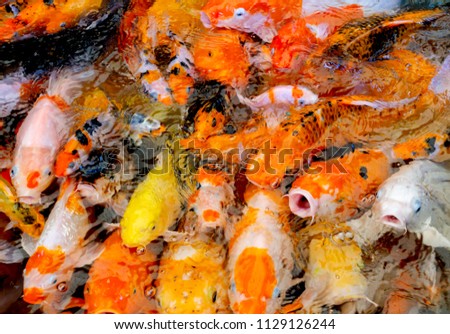Nice and beautiful color of carp fish in the pond