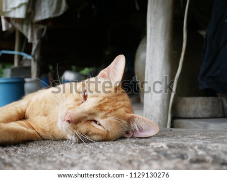 Cats are happy to sleep in Thailand.