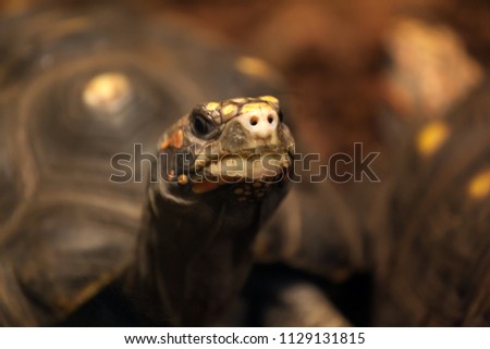 Close-up of a cinnamon tortoise or Testudines  