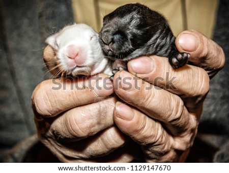 Beautiful little black and white rabbits on the hands. Little bunnies. Animal farm.