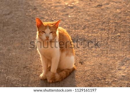 Cats sitting in the street in the morning.