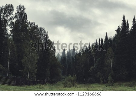 Gloomy atmosphere of evening in dark forest. High firs and pines in fog. Overcast weather and spooky haze in taiga. Mist among layers from trees. Eerie landscape in horror style in faded tones.