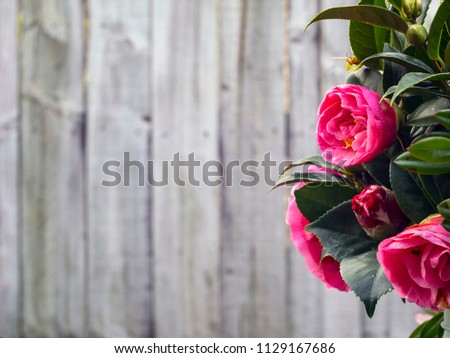 Pink Camellia Flowers and Green Leaves with a Natural Wooden Fence Background  