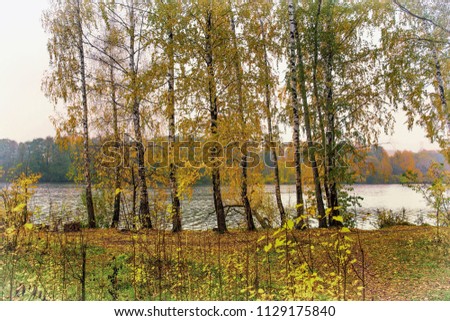 Trees in autumn on the river bank