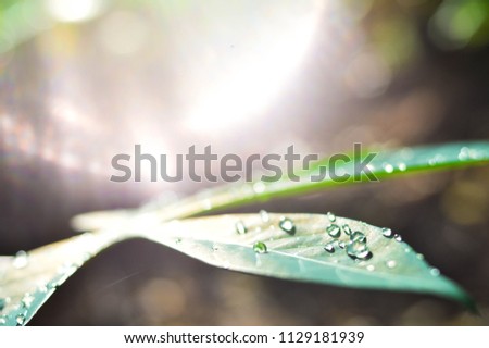 The light of the sun shines on the leaves and drops of rain.