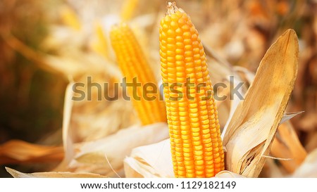 Field corn or Maize in Field at Dry Stage in Harvest Season, yellow/orange kernel closeup Royalty-Free Stock Photo #1129182149