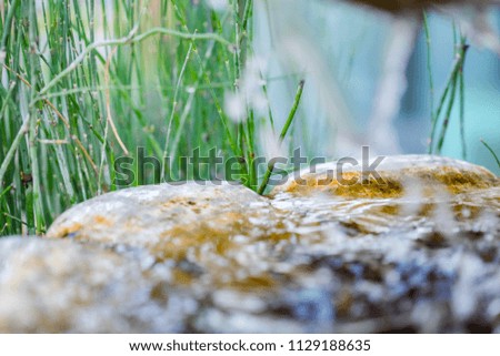 soft natural green plate and water for relaxing emotion ,this picture for background , greeting card.it make me feel natural.