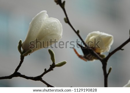 magnolia and raindrops, elegant shape and color, shining drops