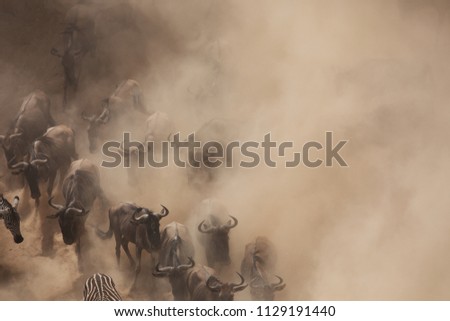 It is the Great Wildebeest Migration.  These are good pictures of wildlife. Photos were taken on short distance and with excellent light.