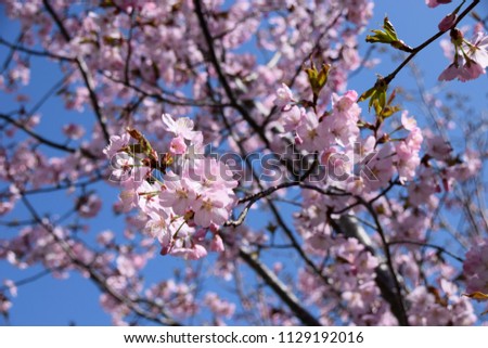 pink cherry blossoms in the spring sun in front of azure sky, tender scene with pink and fragile blossoming cherry flowers