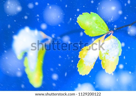 Winter background. Artistic image of yellow autumn leaves with snow on a blue background with snowflakes. Blurred romantic light blue background. Close up macro image.