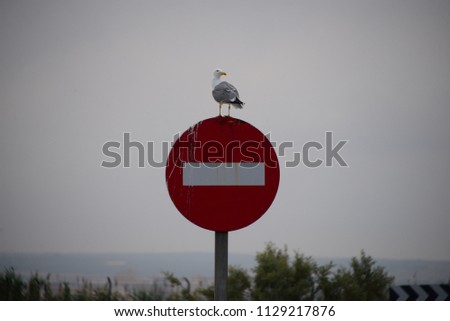 A seagull on a road sign, Costa Blanca, Spain