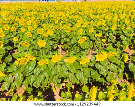 Aerial View of Sunflower Field 