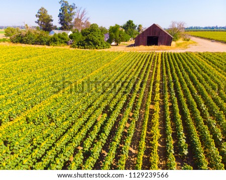 Aerial View of Sunflower Field 