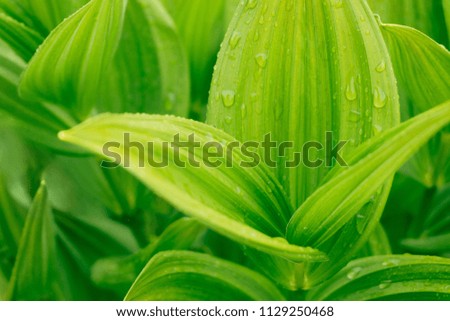 green tropical leaf with water drops. closeup background organic photo