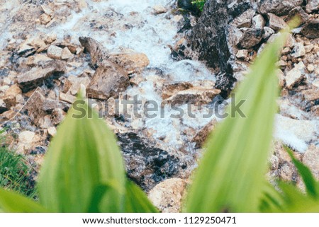 green tropical leaves with water drops on mountain creek background. closeup