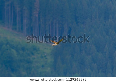 falcon in flight, mountain background