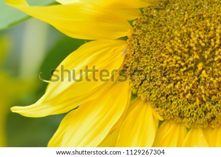 Macro details of yellow Sunflower in nature
