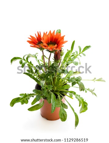 Colorful  Gazania plant in the flowerpot isolated on white 
