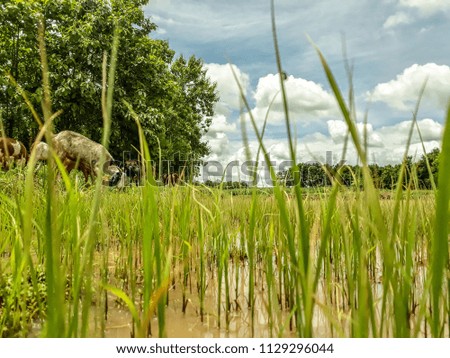rice filed nature pictures