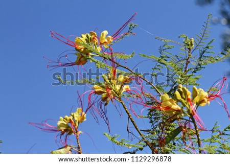 yellow bird of paradise flowers Latin caesalpinia gilliesii or poinciana also called erythrrostemon gilliesii not pulcherrima on a tree in central Italy in summer