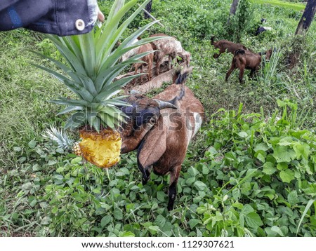 Goats eating pineapple,nature pictures