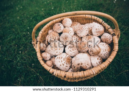 Basket with beautiful handpicked edible parasol mushrooms from nature.