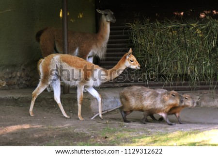 Twp alpacas and two carybaras.