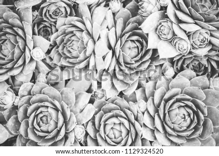 Sempervivum tectorum, Common Houseleek, - perennial plant growing in flower pot. Sempervivum in nature, great healthy plant for herbal medicine. Black and white picture
