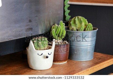 cactus family 3 pcs of cactus on the wooden table