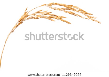 Paddy rice isolated on white background. ears of paddy jasmine rice with copy space Royalty-Free Stock Photo #1129347029