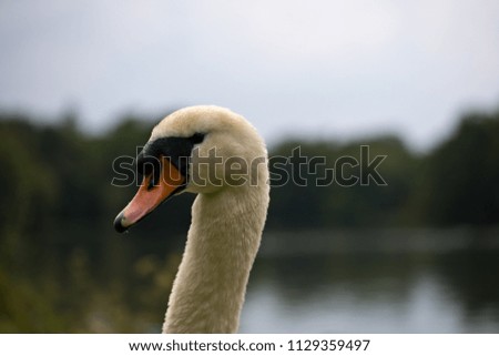 portrait adult mute swan, munich, germany, europe. beautiful white brid