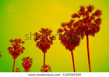 Silhouette of sugar palm trees - Tropical summer holiday