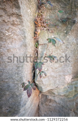 Leaf grow up between rock