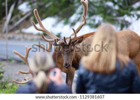 People standing too close to wildlife elk and taking pictures in Rocky Mountain National park