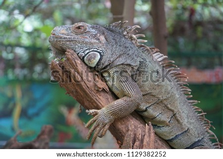 iguana is resting on the branch
