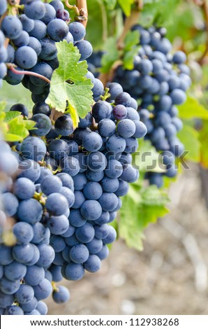 Cabernet Sauvignon Red Wine Grapes