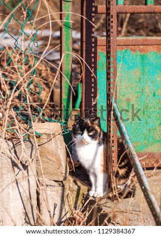 Elderly cat with outstretched tongue sitting in front of garden gate.