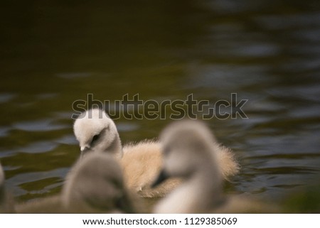 very cute baby mute swan, munich, germany, europe. bird baby