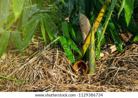 Bamboo shoot in In Organic agriculture garden growing up from a straw-filled ground.