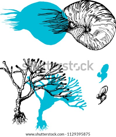 Set with nautilus and coral with silhouette. Ink illustration on white. Vector.