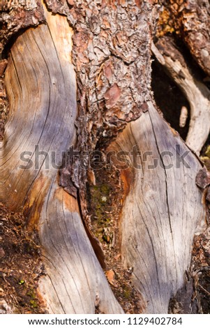 Female forms in a wooden trunk