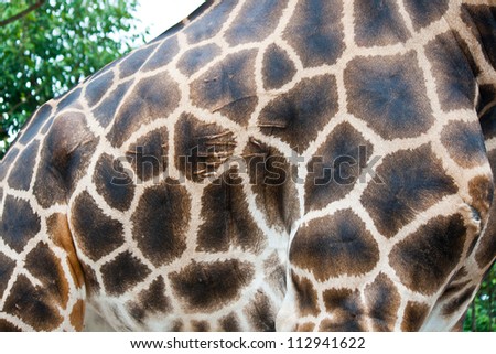 giraffe skin fur background