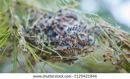 Caterpillars in a nest 