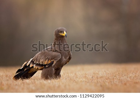 Golden Eagle. It is the most widely distributed species of eagle. he golden eagle is a very large raptor.