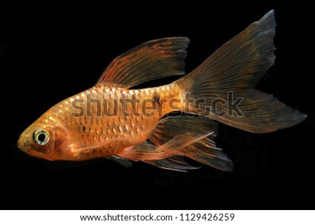 gold color aqaurium fish, Long finned Rosy barb (Pethia conchonius) Royalty-Free Stock Photo #1129426259