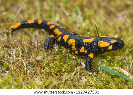 The fire salamander (Salamandra salamandra) is possibly the best-known salamander species in Europe. Macro portrait on moss in Slovakia.