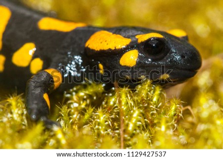 The fire salamander (Salamandra salamandra) is possibly the best-known salamander species in Europe. Macro portrait on moss in Slovakia.